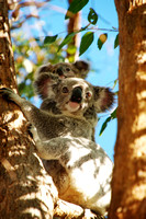 Young mother koala and baby