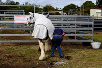 Boonah Clydesdale Show June 1, 2013