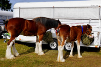 Clydesdale Show - Boonah