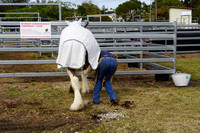 Boonah Clydesdale Show June 1, 2013