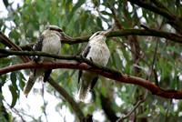 Rainy Day Kookaburras