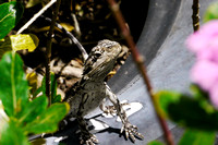 Lizards & other Reptiles