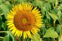Sunflowers of Warwick