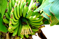Banana, flower and early fruit developing.