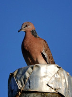 Native Dove/Pigeon