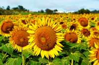 Sunflowers Crop - Warwick, Qld