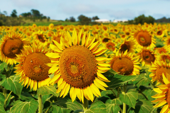 Sunflowers Crop - Warwick, Qld