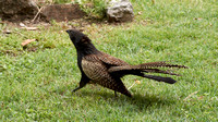 Pheasant Coucal - Bellbird Park Qld