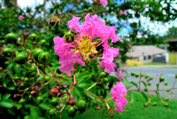 Bee working Crepe Myrtle Blooms