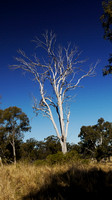 Dead gum tree on the Boonah block