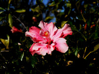 G1 - Hibiscus