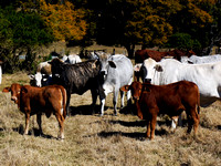 Cows Dog!! - Grandchester
