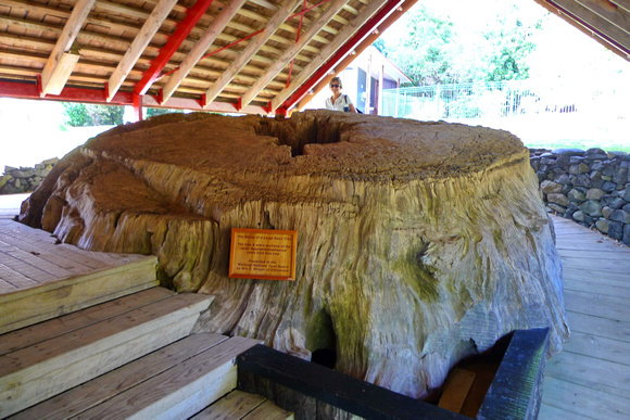 Stripped of the big Kauri trees, only the butts remain, sad!