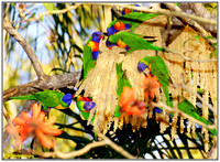 Lorikeets in Cocos Palm Flower
