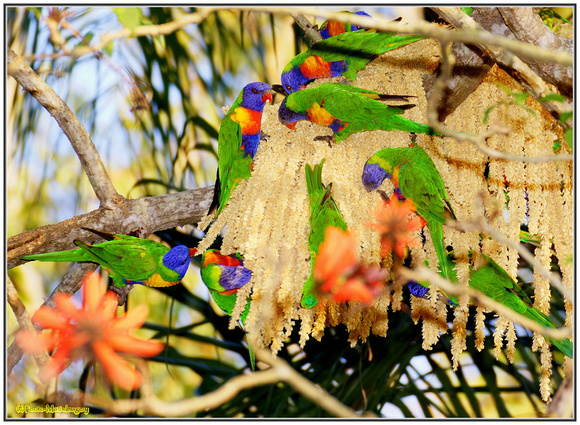 Lorikeets in Cocos Palm Flower