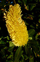 Banksia in bloom