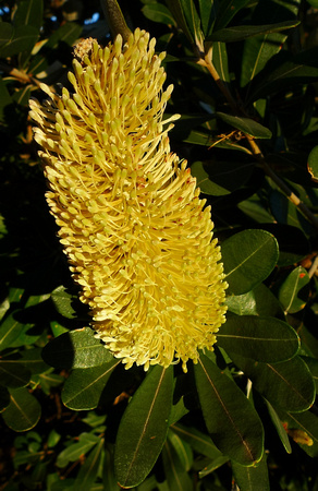 Banksia in bloom