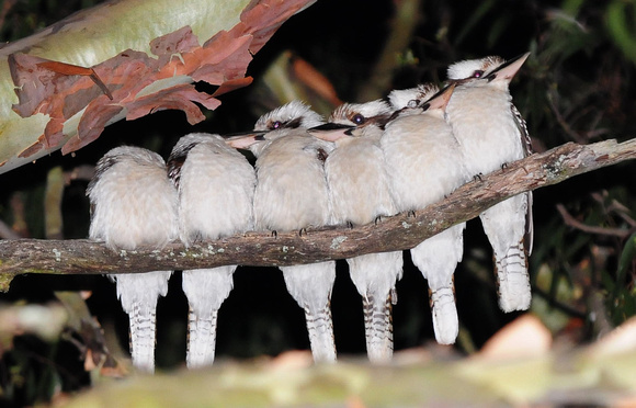 Ok, all cuddled up together, time for some shut eye.