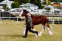 Boonah Clydesdale Show June 1, 2013