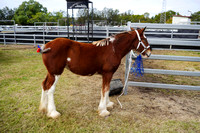 Boonah Clydesdale Show June 1, 2013