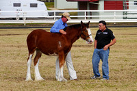 Boonah Clydesdale Show June 1, 2013