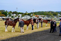 Boonah Clydesdale Show June 1, 2013