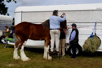 Boonah Clydesdale Show June 1, 2013