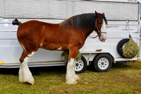 Boonah Clydesdale Show June 1, 2013