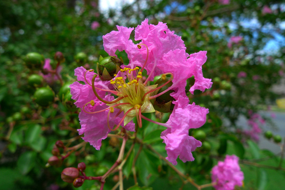 Crepe Myrtle