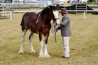 Boonah Clydesdale Show June 1, 2013