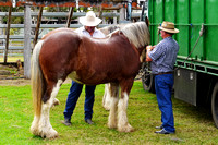 Boonah Clydesdale Show June 1, 2013