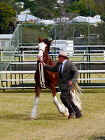 Boonah Clydesdale Show June 1, 2013