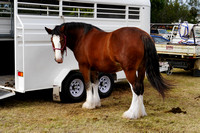 Boonah Clydesdale Show June 1, 2013