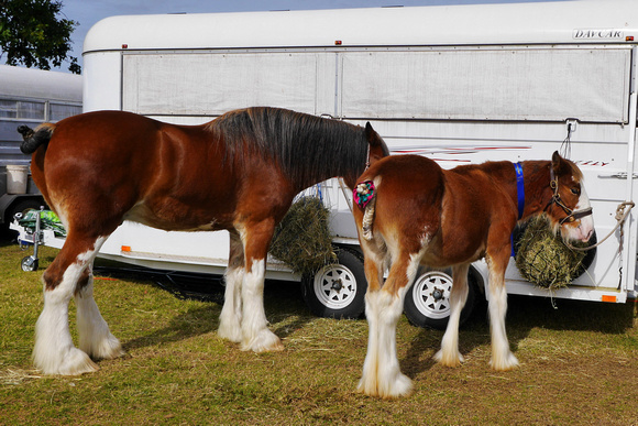 Boonah Clydesdale Show June 1, 2013