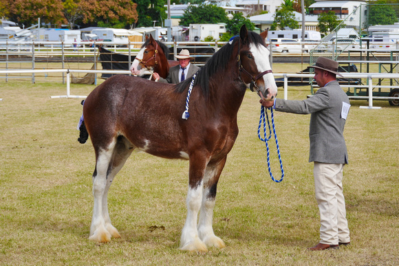 Boonah Clydesdale Show June 1, 2013