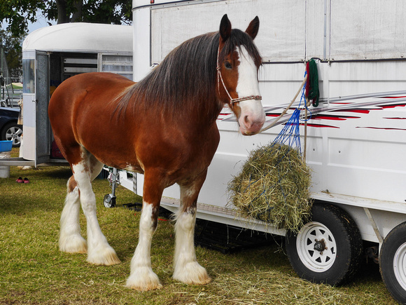 Boonah Clydesdale Show June 1, 2013