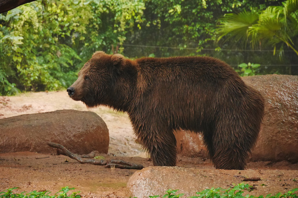 Brown Bears