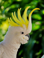 Cocky 2