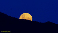 Harvest Moon - Mutdapilly QLD