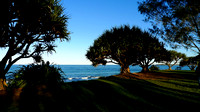 Pandanus on the foreshore