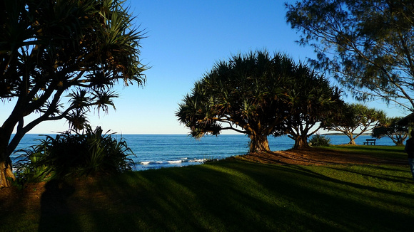 Pandanus on the foreshore