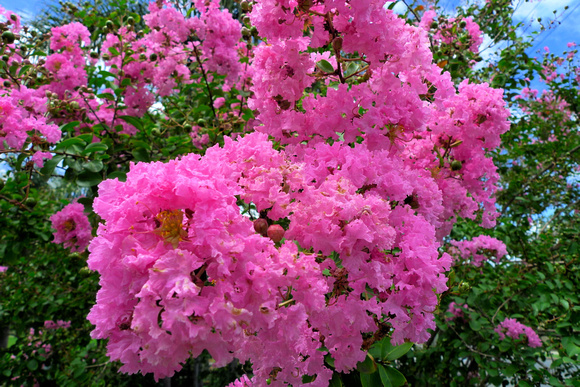 Crepe Myrtle Blooms