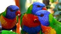 lorikeet-4