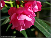 Flowers etc