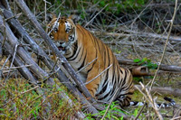 You looking at Me? ?