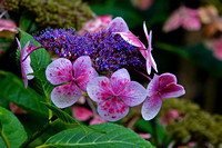 Ventnor Botanic Gardens