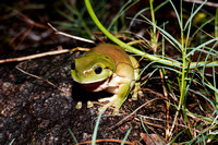 Rainy Night Frogs