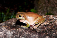 Rainy Night Frogs