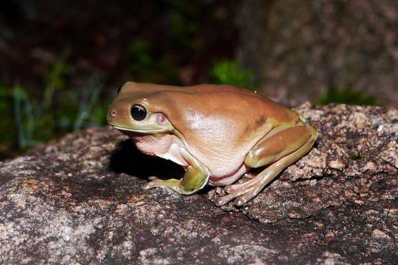 Rainy Night Frogs