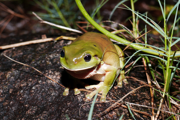 Rainy Night Frogs